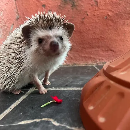 Abbamala Village Bosa