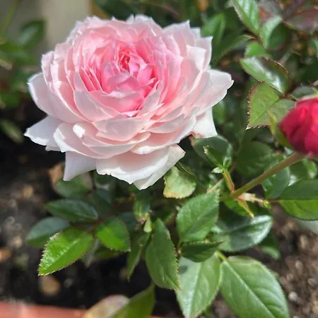 Abbamala Village 3* بوسا